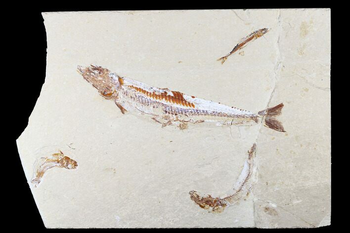 Cretaceous Viper Fish (Prionolepis) - Fish In Stomach! #173361
